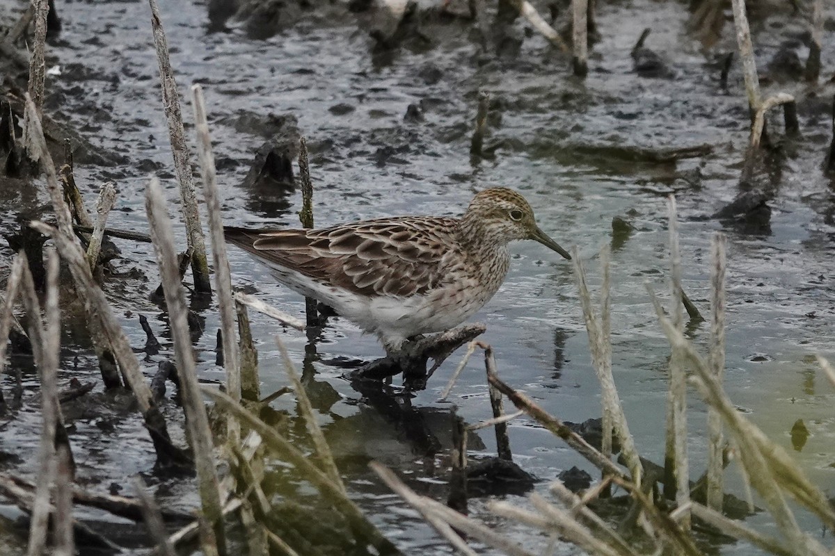 Sharp-tailed Sandpiper - ML643220269