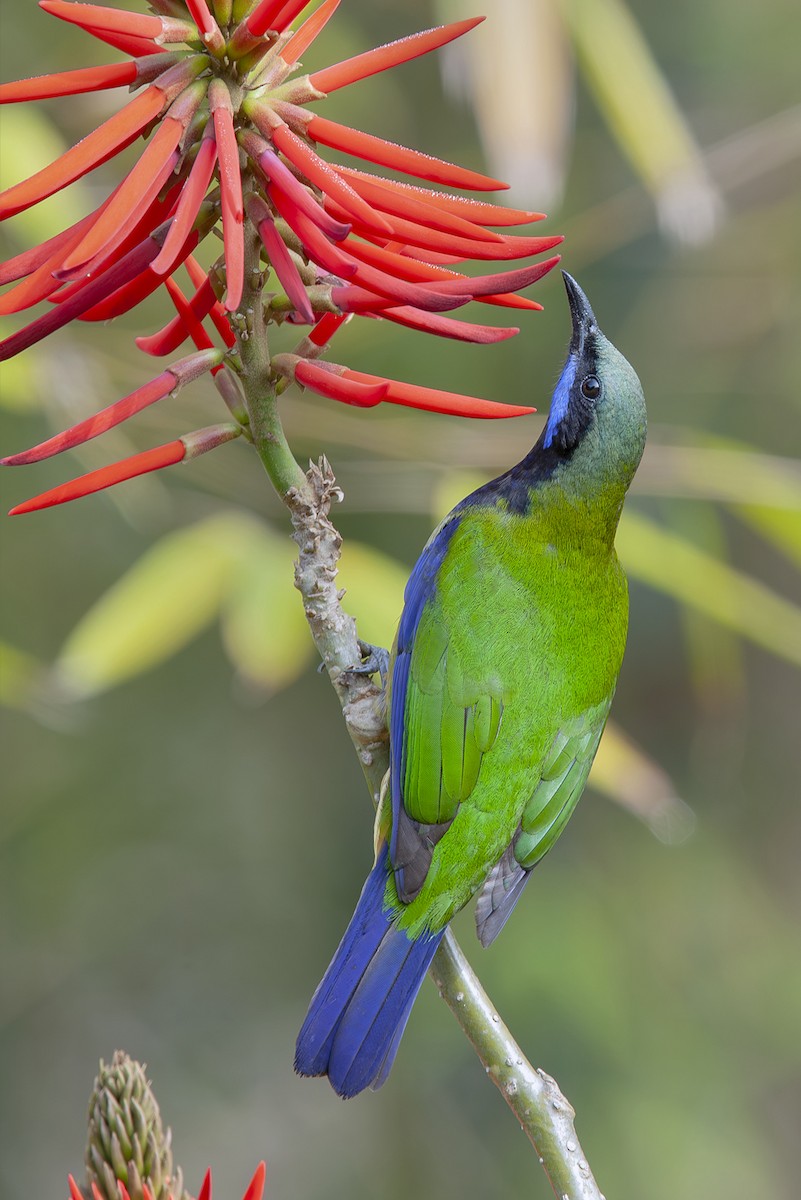 Orange-bellied Leafbird (Grayish-crowned) - ML643220276