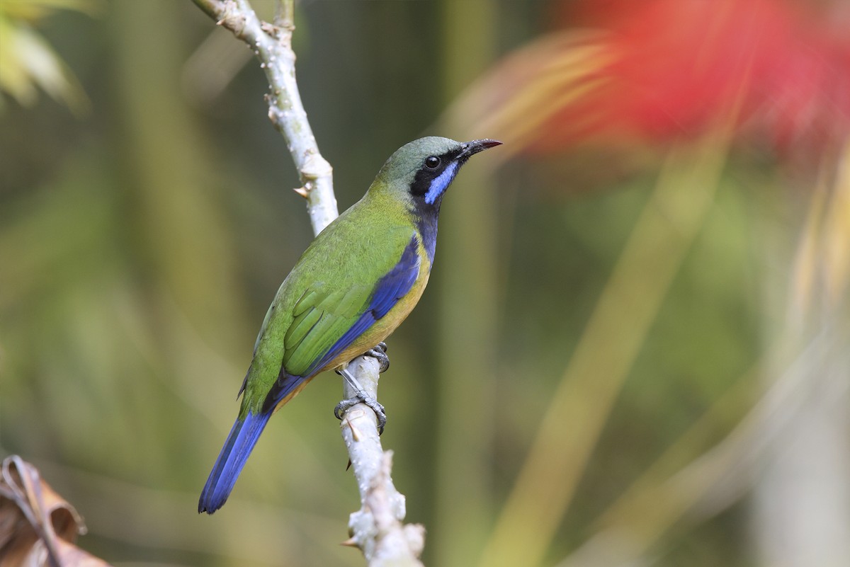 Orange-bellied Leafbird (Grayish-crowned) - ML643220277