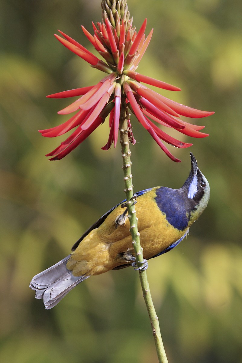 Orange-bellied Leafbird (Grayish-crowned) - ML643220278
