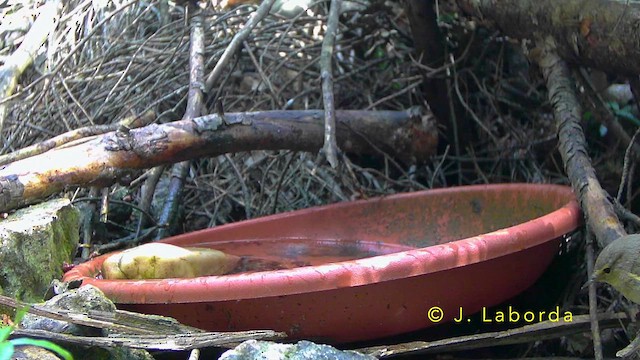 Western Bonelli's Warbler - ML643220283