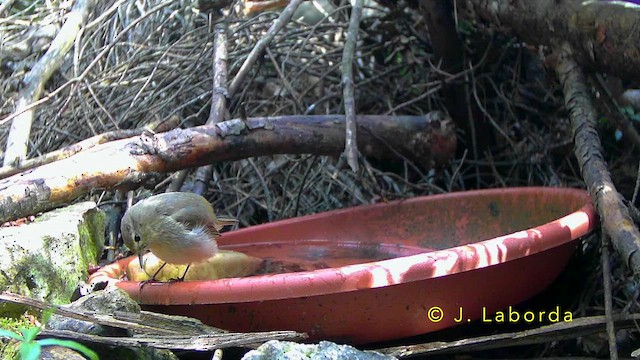 Western Bonelli's Warbler - ML643220284