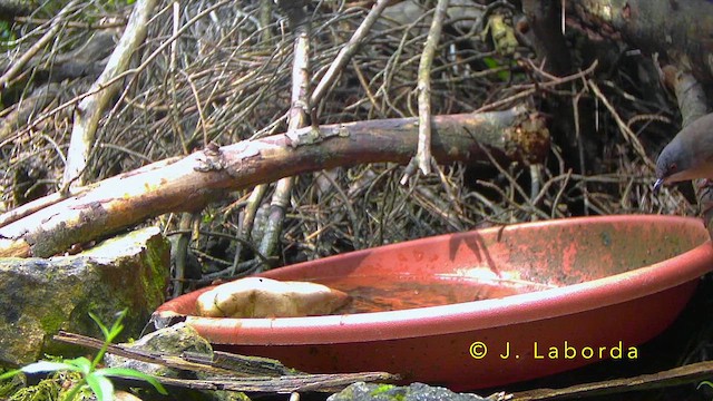 Sardinian Warbler - ML643220295