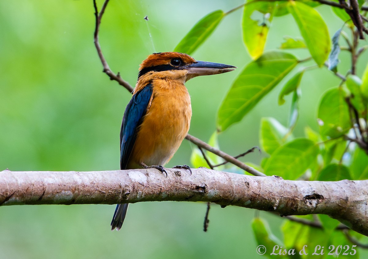 ML643220307 - Cinnamon-banded Kingfisher - Macaulay Library