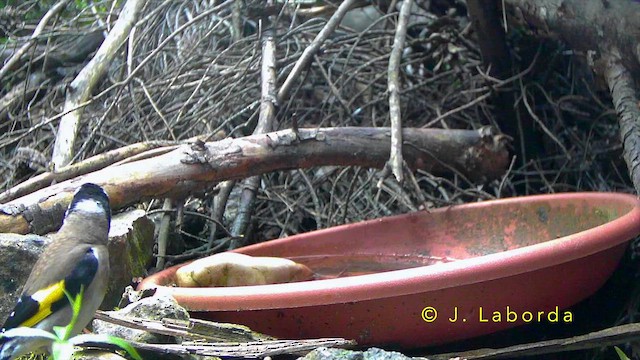 European Goldfinch - ML643220310