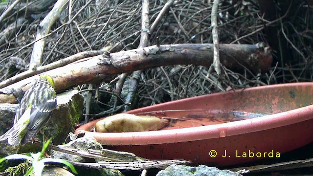 European Serin - ML643220323