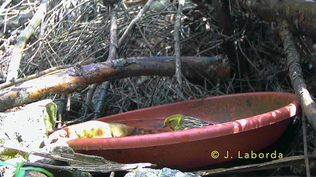 European Serin - ML643220327
