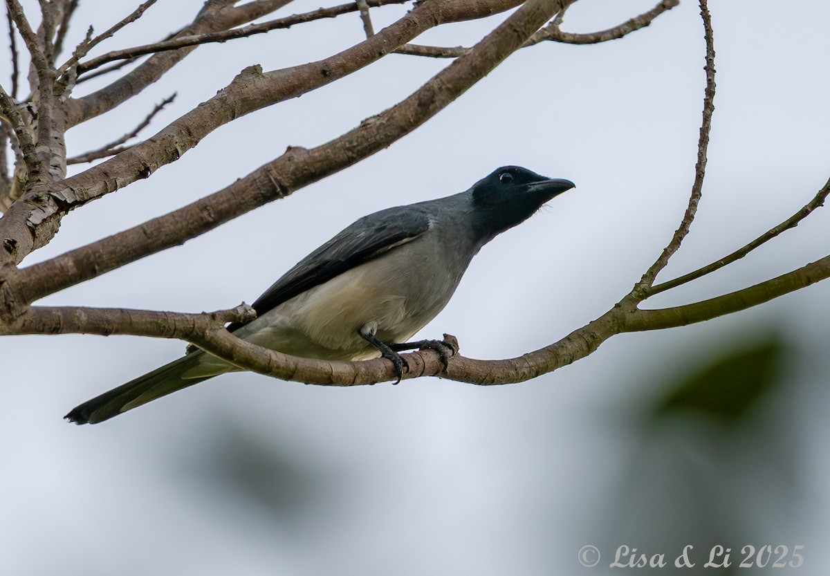 Wallacean Cuckooshrike (Sumba) - ML643220336