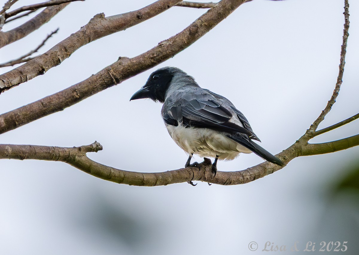 Wallacean Cuckooshrike (Sumba) - ML643220337
