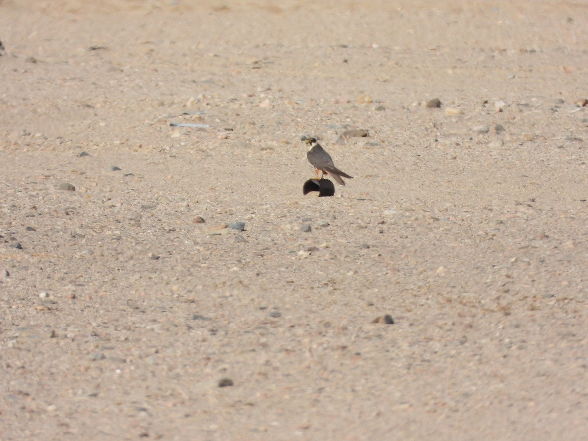 Eurasian Hobby - ML643220358