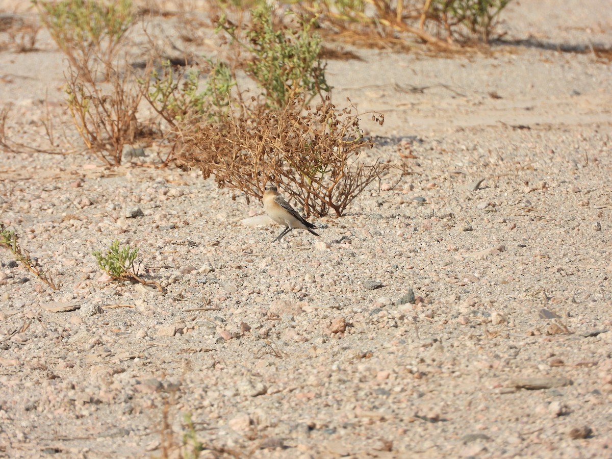 Isabelline Wheatear - ML643220374
