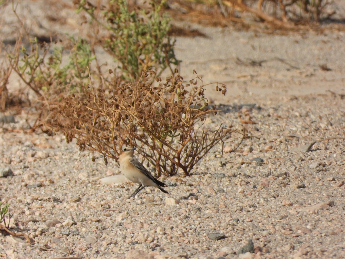 Isabelline Wheatear - ML643220375
