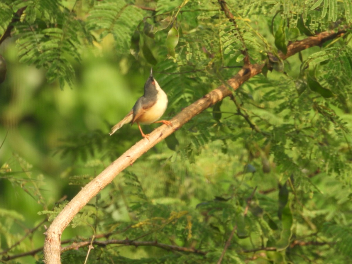 askeprinia - ML643220383