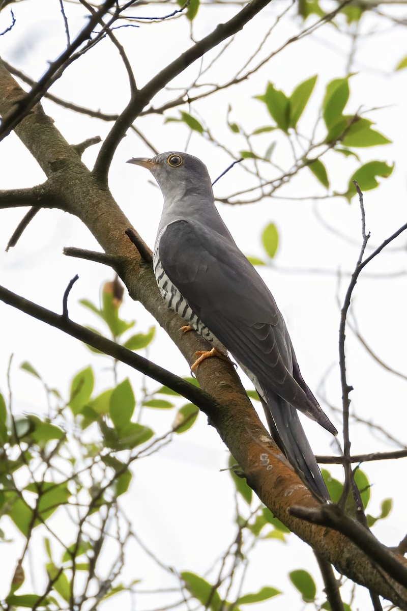 Himalayan Cuckoo - ML643220400