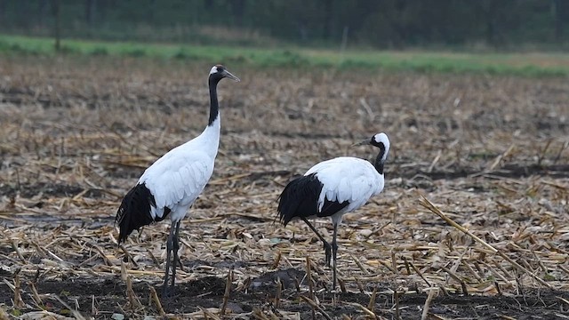 Mandschurenkranich - ML643220446