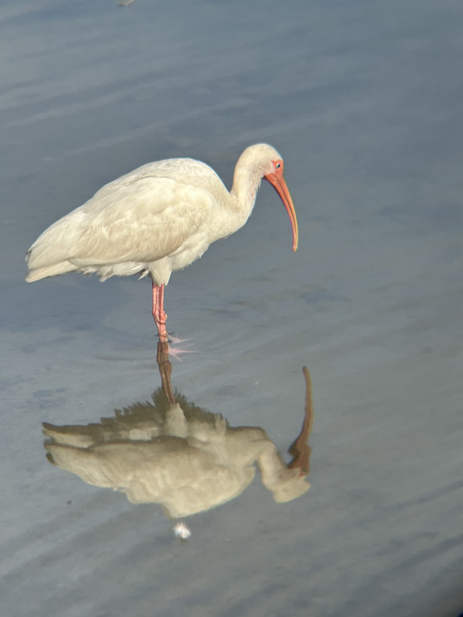 White Ibis - ML643220447