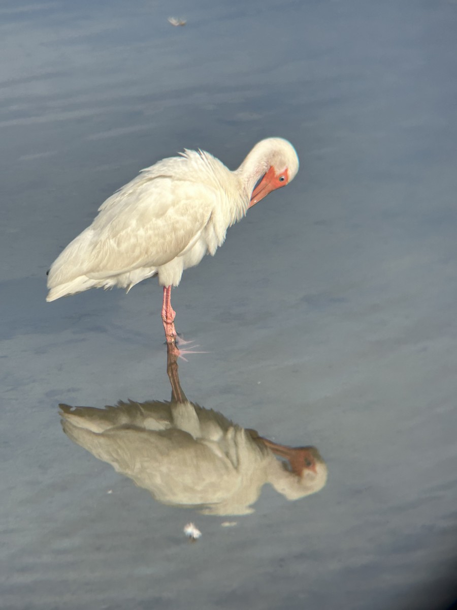 White Ibis - ML643220448