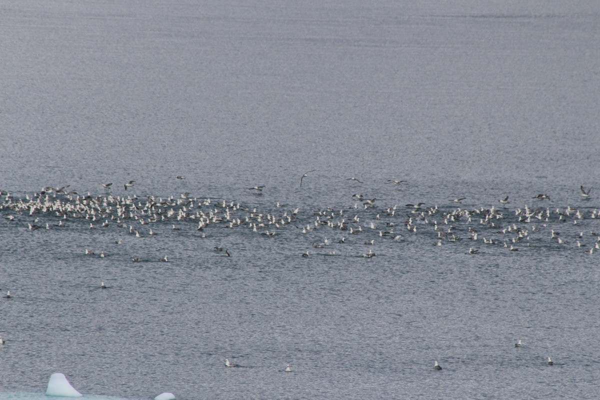 Northern Fulmar - ML643220449