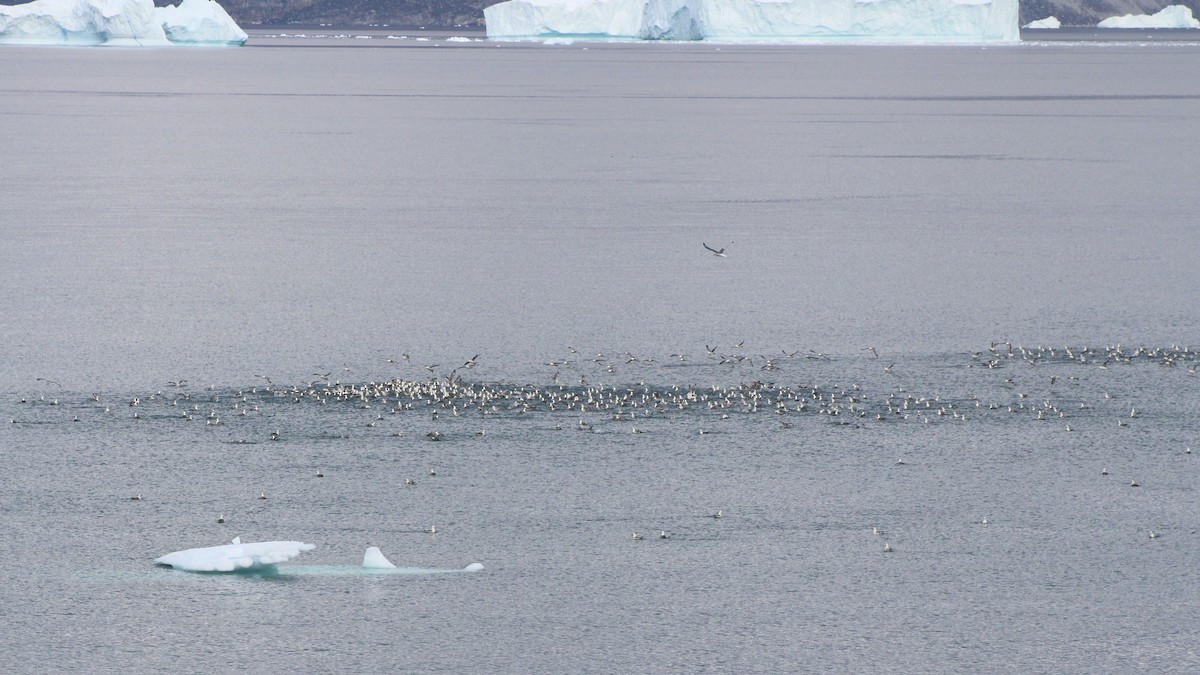 Northern Fulmar - ML643220451