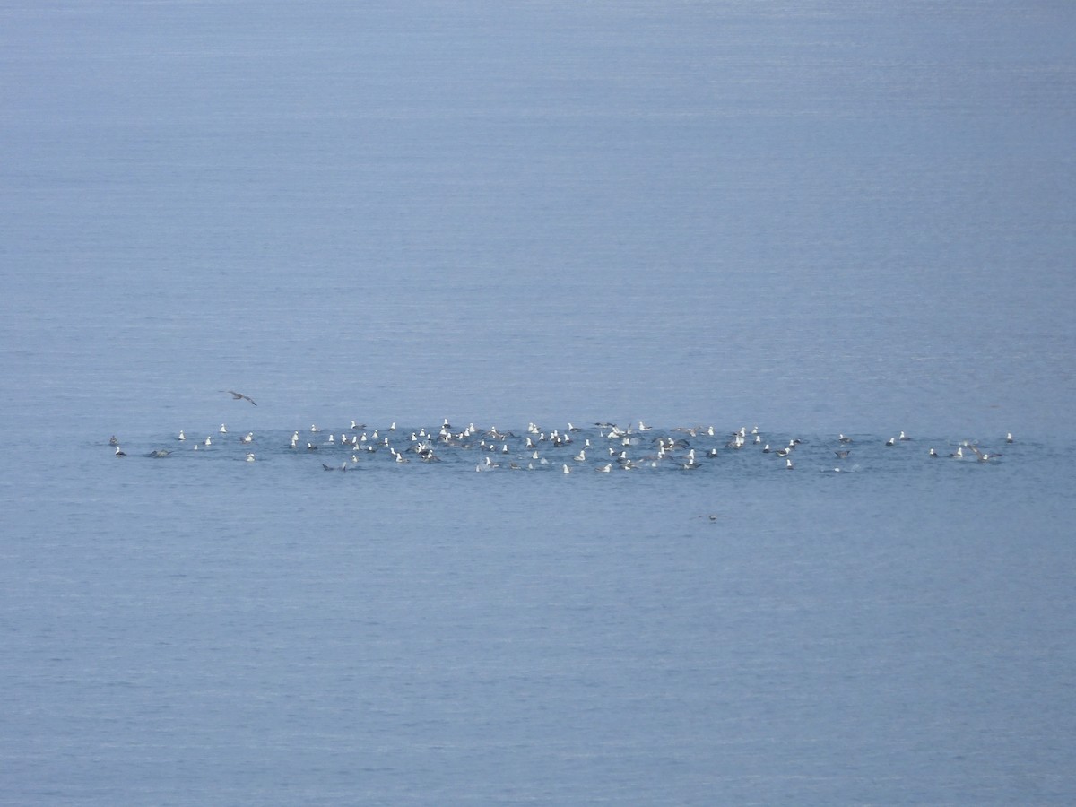 Northern Fulmar - ML643220452