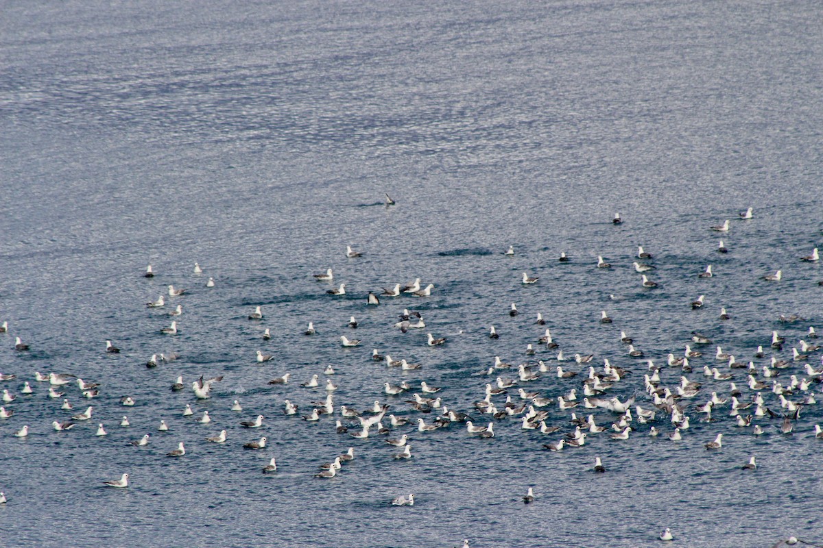 Northern Fulmar - ML643220453