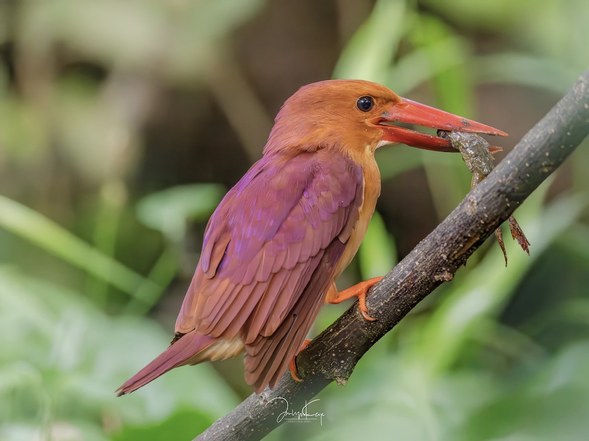 Ruddy Kingfisher - ML643220457