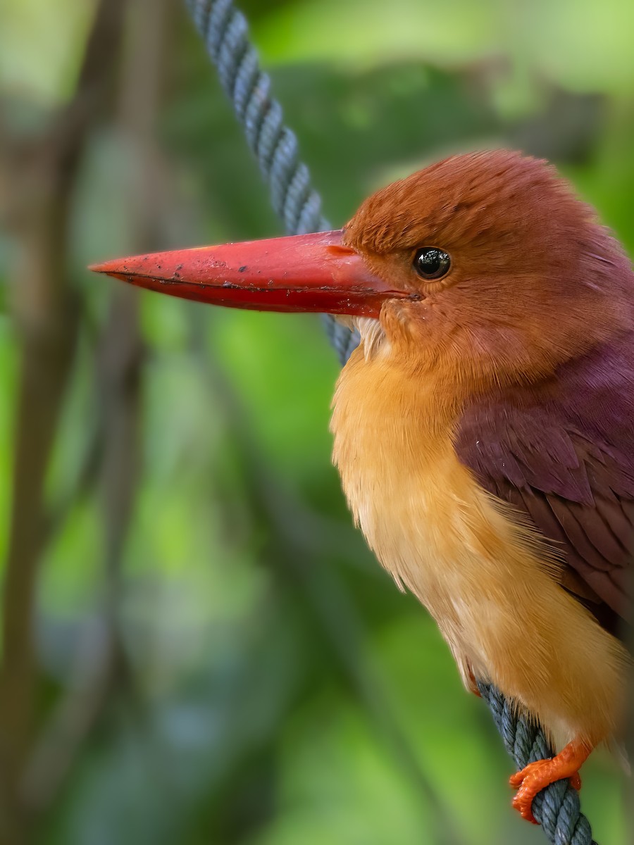 Ruddy Kingfisher - ML643220458