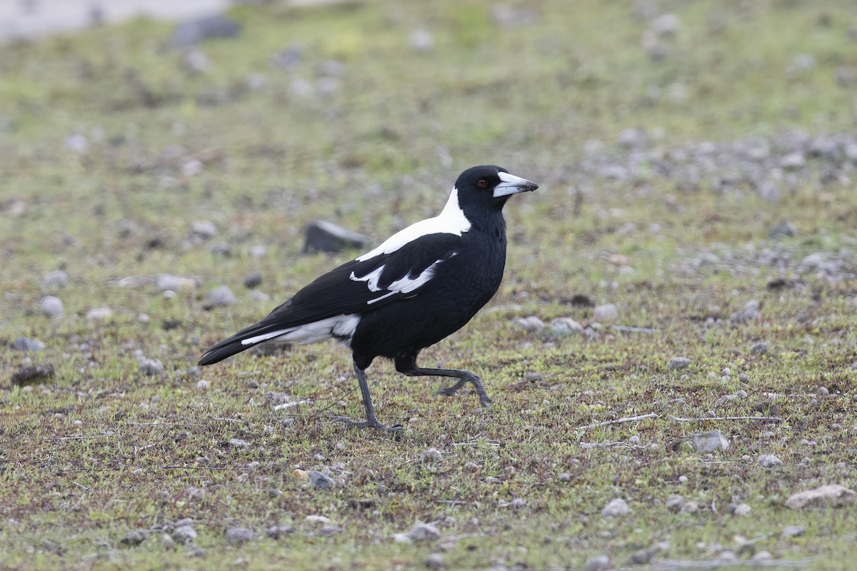 Australian Magpie (White-backed) - ML643220461