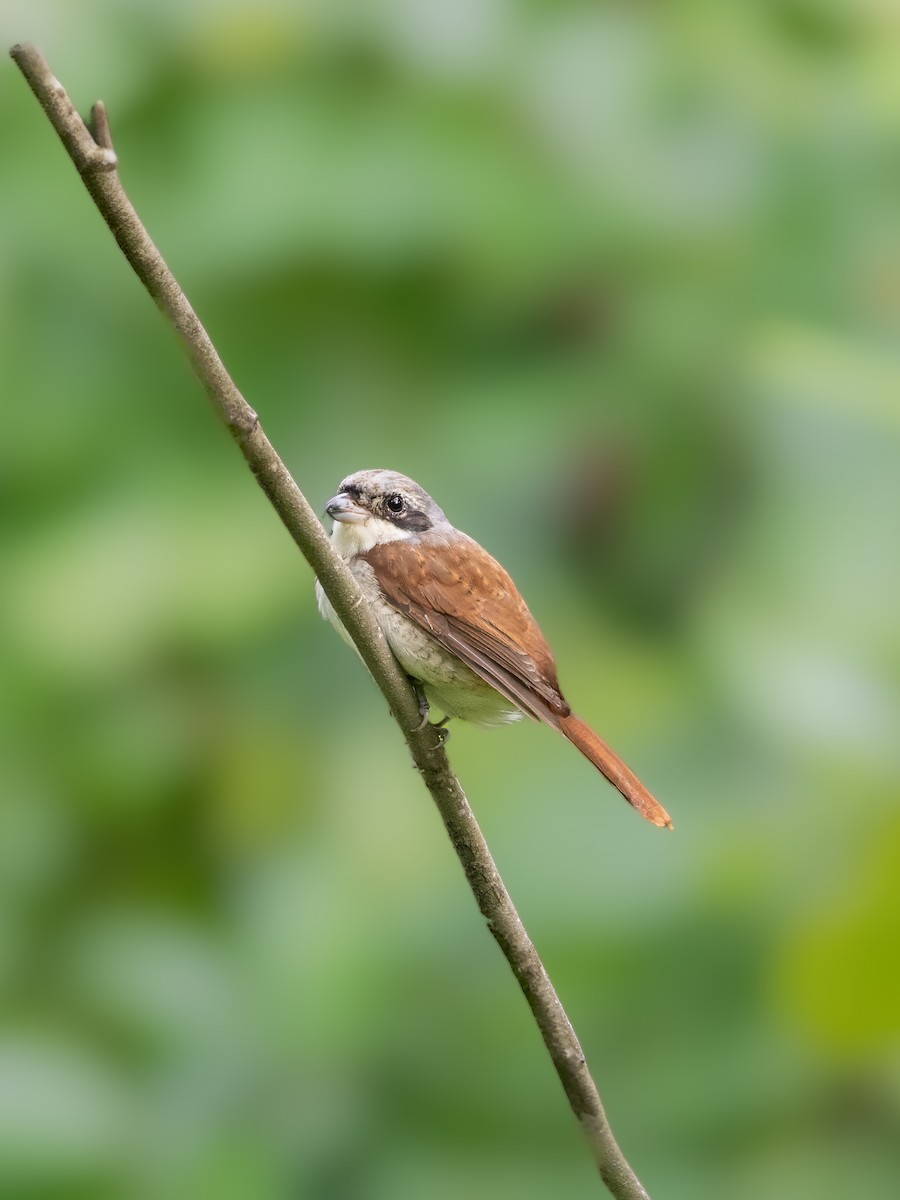 Tiger Shrike - ML643220462