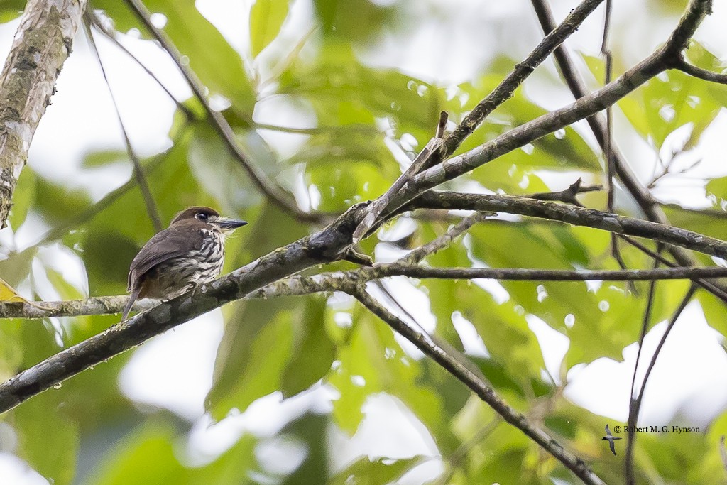 Lanceolated Monklet - ML643220476