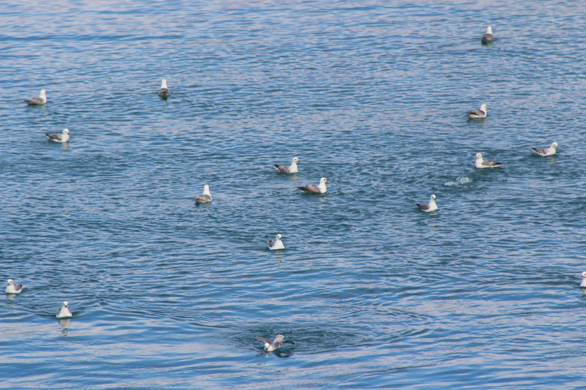 Northern Fulmar - ML643220479