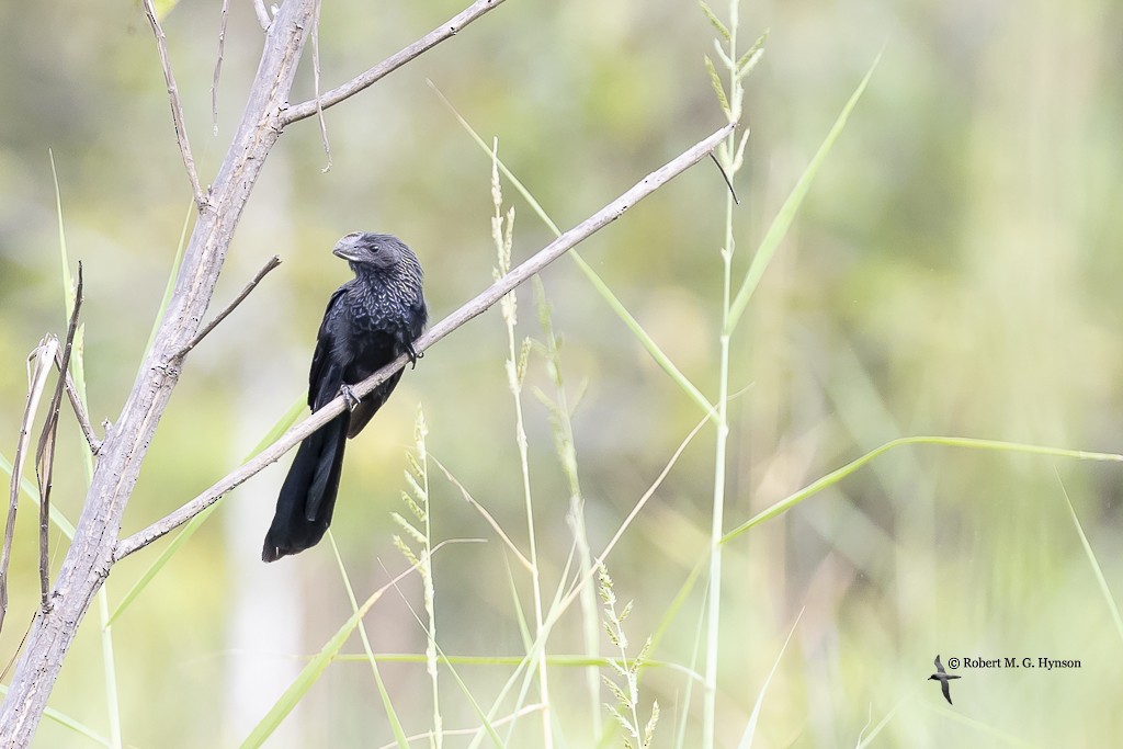 Smooth-billed Ani - ML643220481