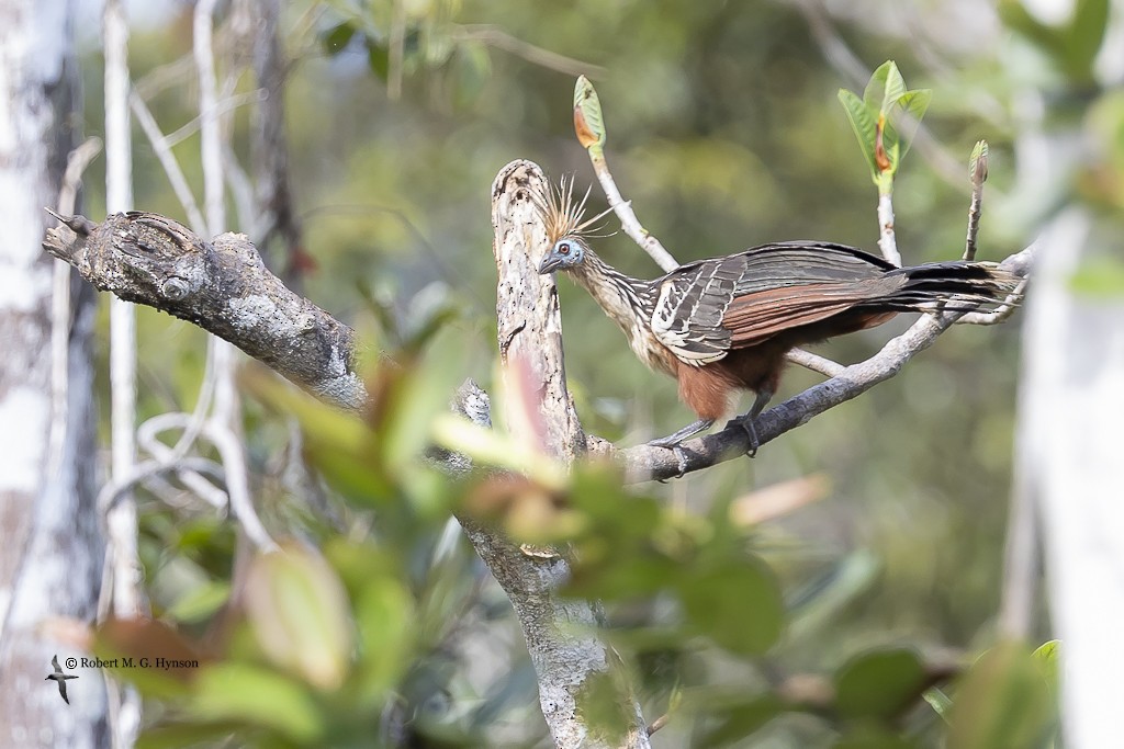 Hoatzin - ML643220483