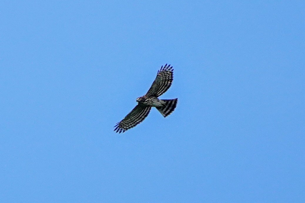 Crested Goshawk - ML643220501