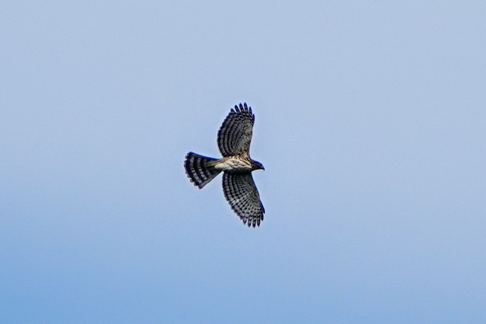 Crested Goshawk - ML643220502