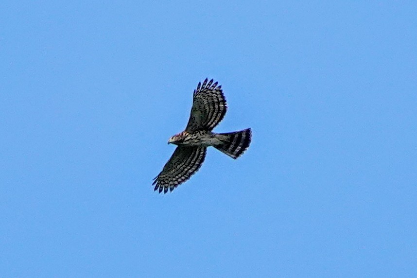 Crested Goshawk - ML643220503