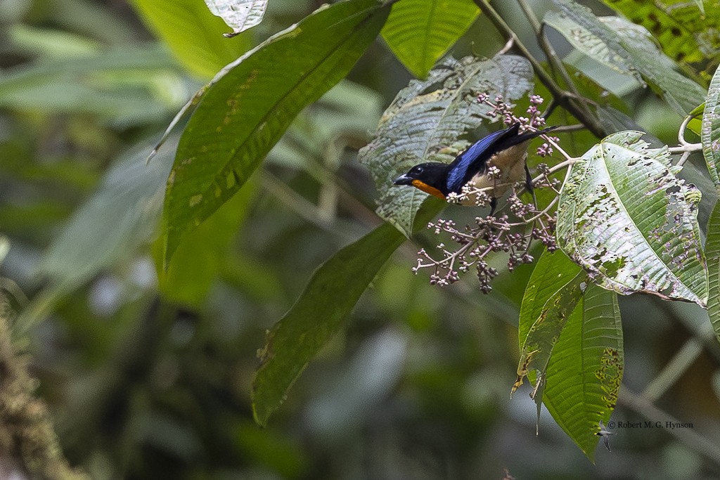 Orange-throated Tanager - ML643220519