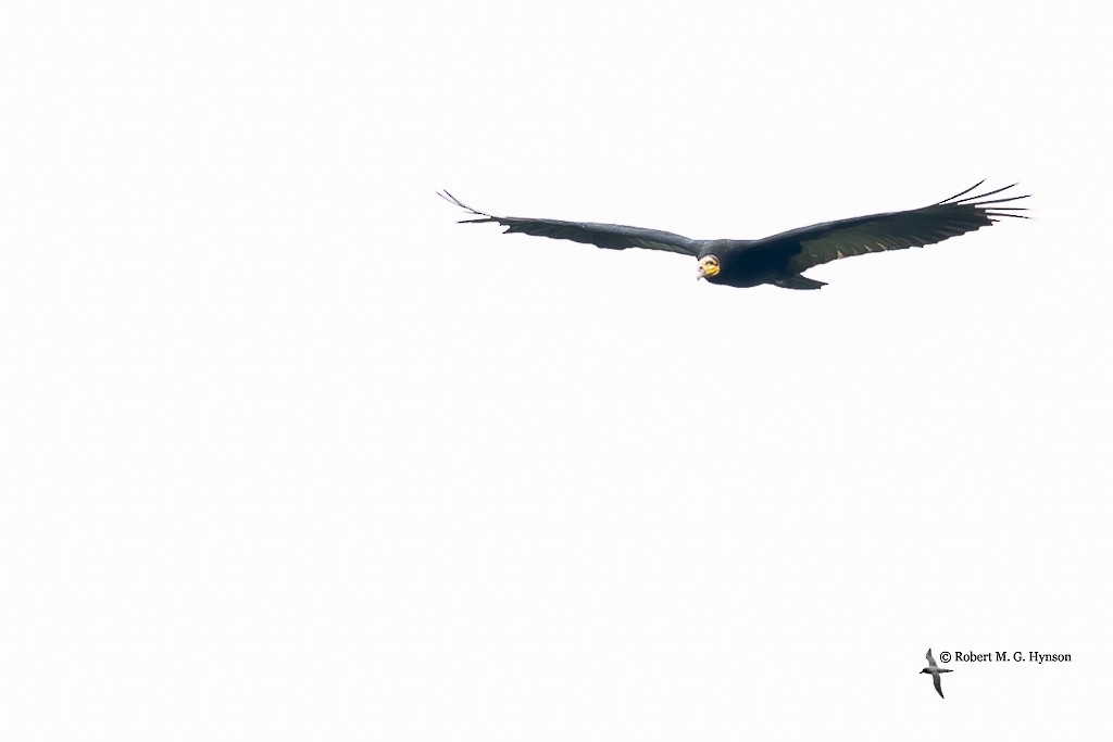 Greater Yellow-headed Vulture - ML643220540