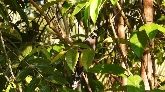 Trogon à queue blanche - ML643220545