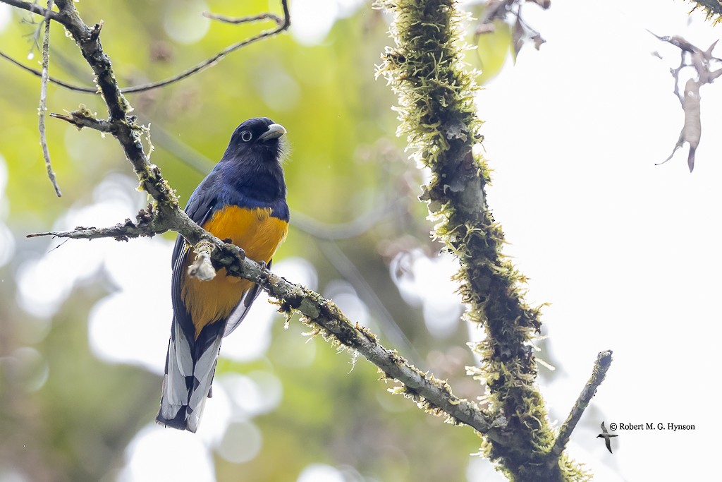 Green-backed Trogon - ML643220550