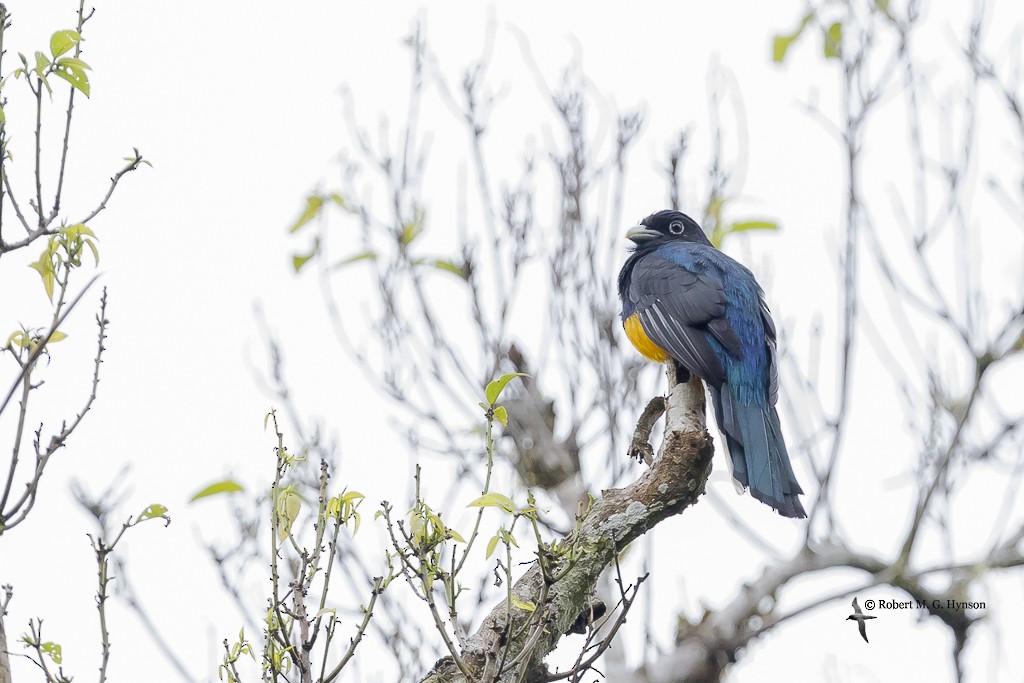 Green-backed Trogon - ML643220551