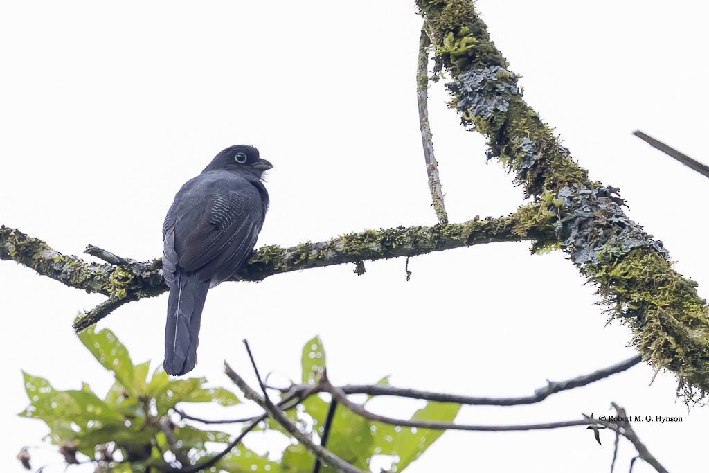 Green-backed Trogon - ML643220552
