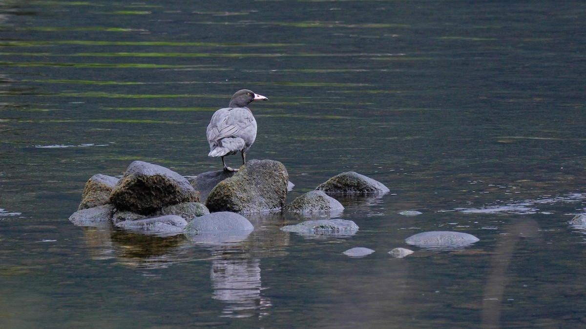Blue Duck - ML643220554