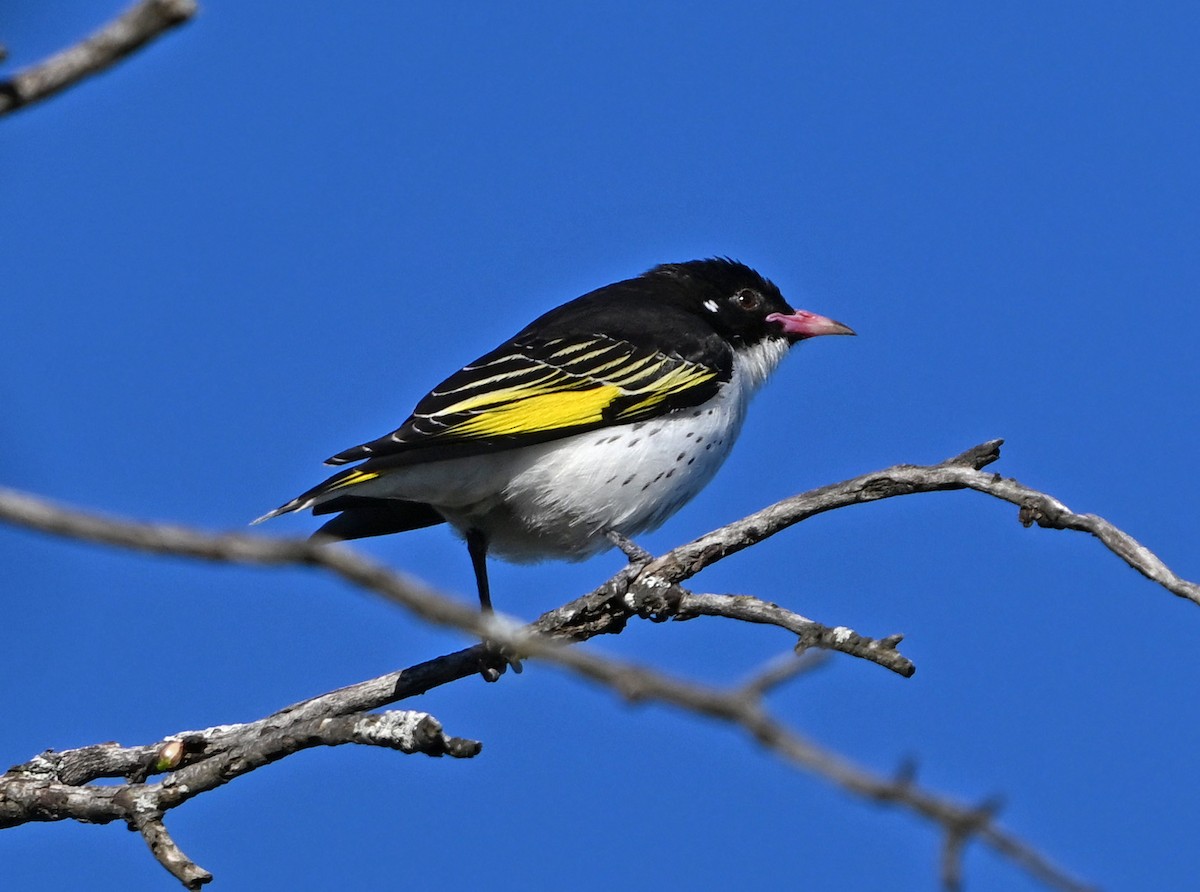 Painted Honeyeater - ML643220562