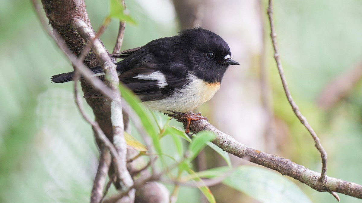Tomtit Bülbülü [macrocephala grubu] - ML643220576