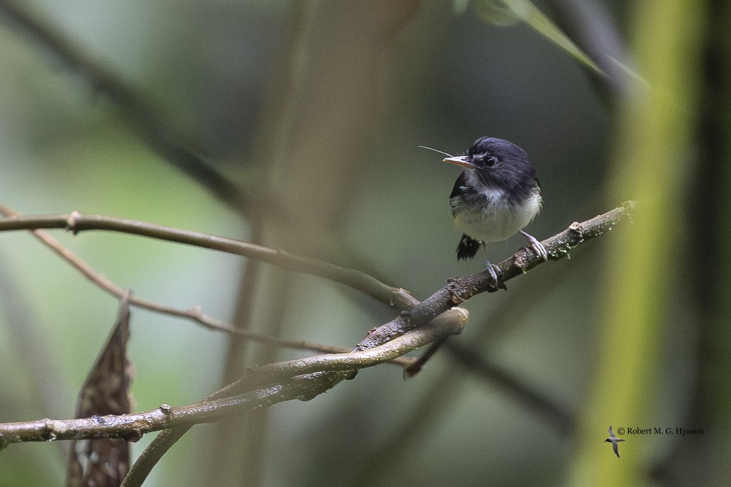 Black-and-white Tody-Flycatcher - ML643220583