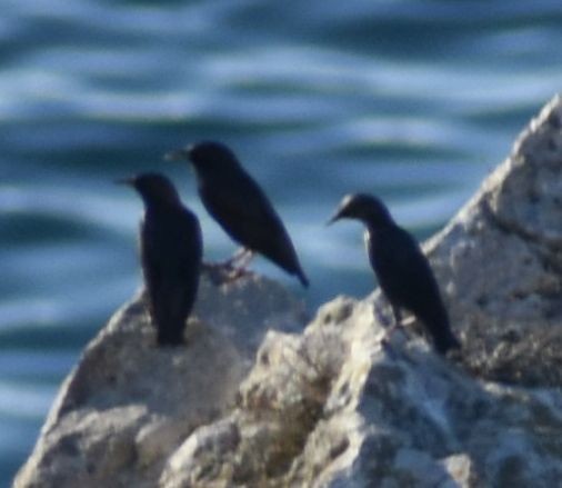 Spotless Starling - ML643220622