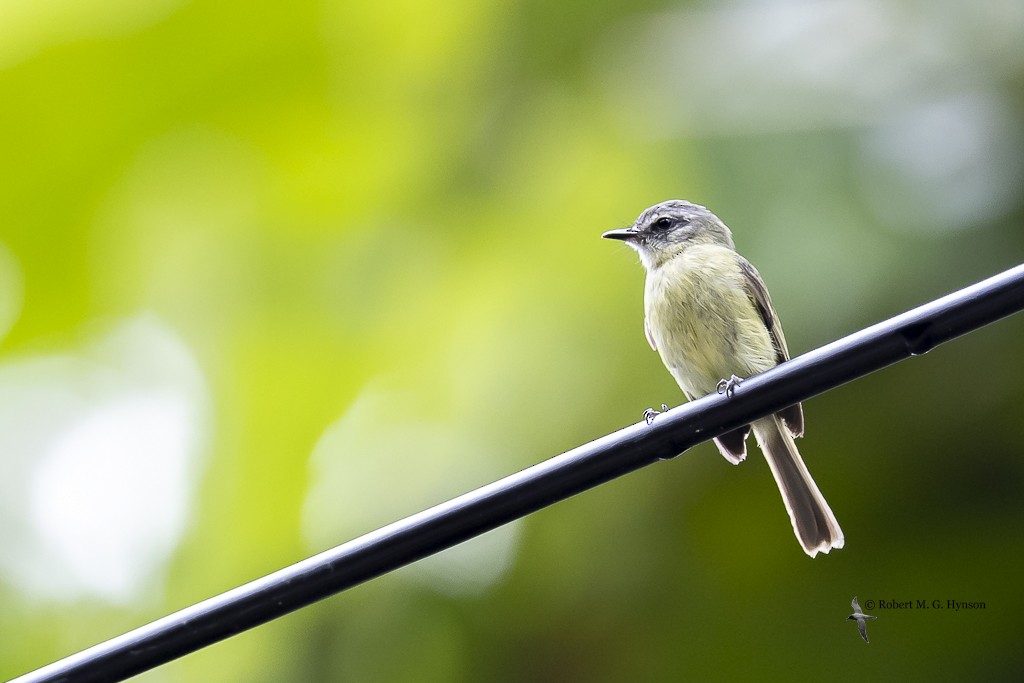 エクアドルヒゲハエトリ - ML643220630