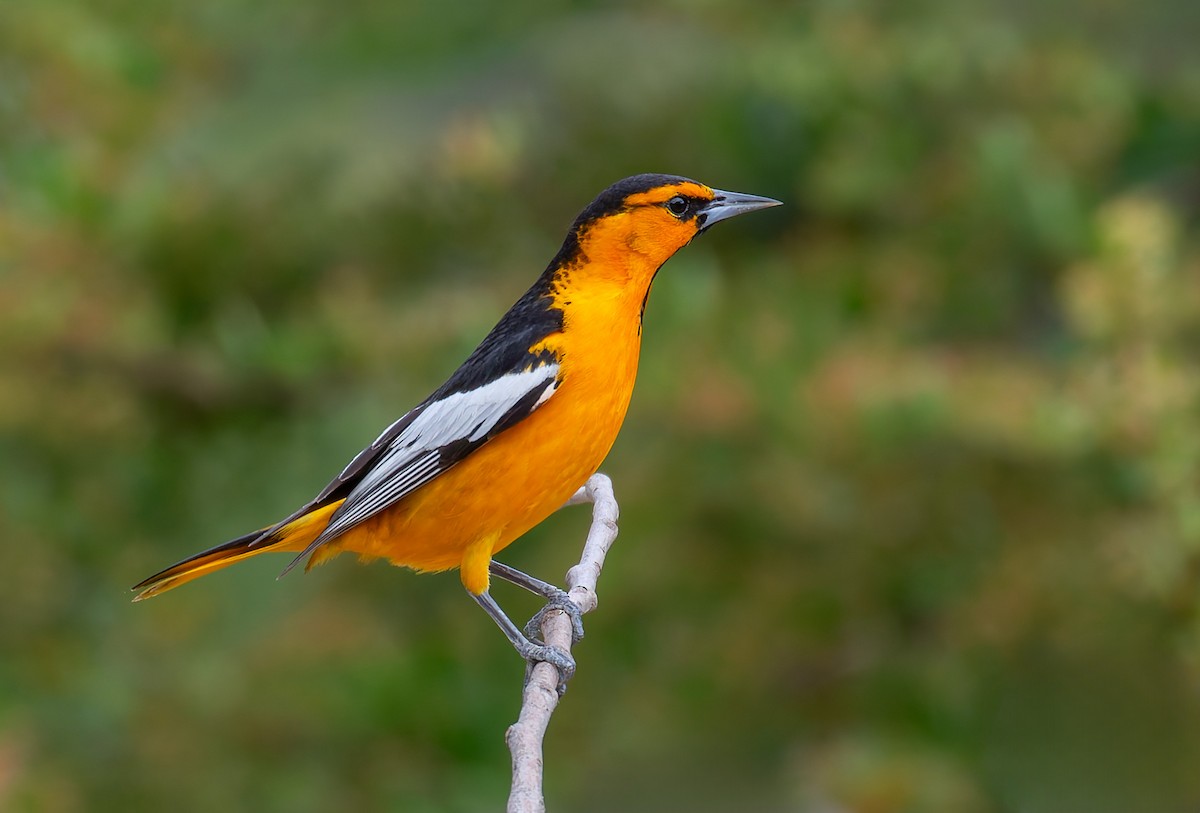 Bullock's Oriole - ML643220635