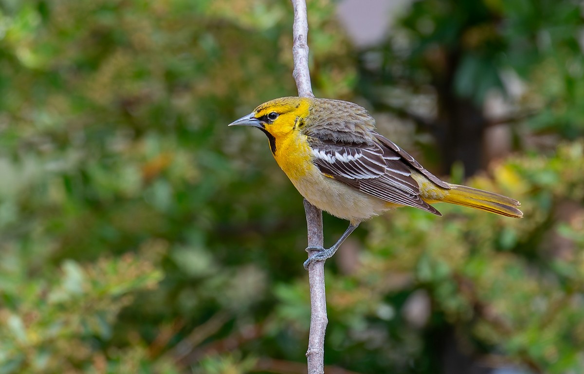 Bullock's Oriole - ML643220637
